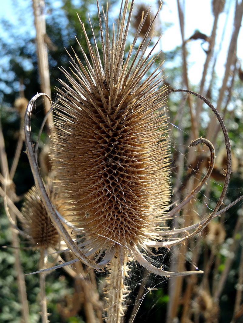 Dipsacus fullonum e Oenothera sp.